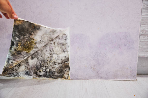 Best Mold Damage Repair  in Oxford, PA
